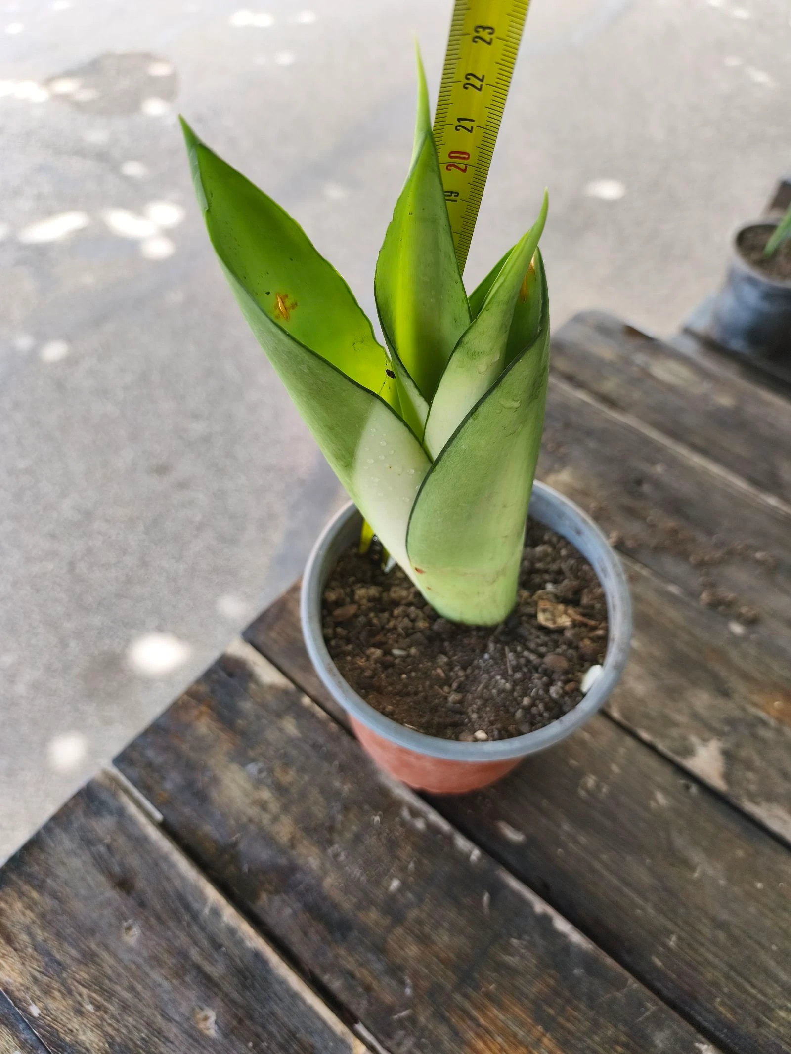 Planta sansirveria – photo 3